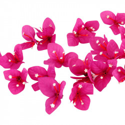 Bougainvillea blomsterhoveder, 100stk./pose, kunstig blomst