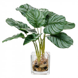 Kalatea i glaskruka, 32 cm, konstgjord växt