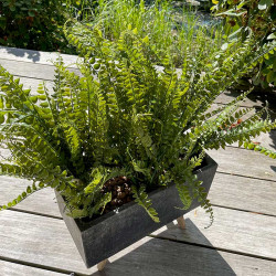 Asplenium Svartbräken, 68cm, UV, konstgjord växt