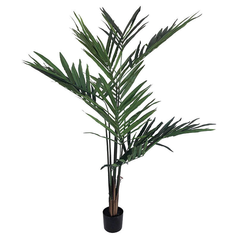 Kentiapalm H:180cm, växt Köp