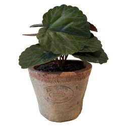 Stenbræk mini plante i krukke, 13cm, kunstig plante