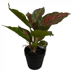Caladium plante, lyserød og grønne blade, 25cm, kunstig plante