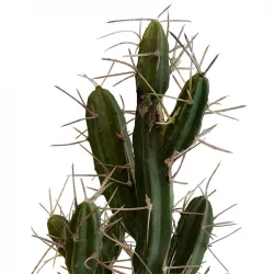 Stetsonia Kaktus i krukke, 40cm, kunstig plante
