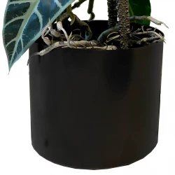 Opbundet elefantøre i potte, 75cm, Alocasia, Kunstig plante