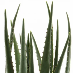 Aloe vera plante i potte, 67cm, kunstig plante