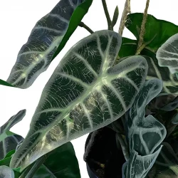 Alocasia hængeplante i potte, 80cm, elefantøre, kunstig plante