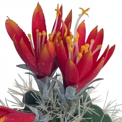 Kaktus med orange blomster i krukke, 36cm, kunstig plante