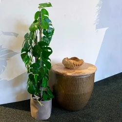 Opbundet monstera plante i potte, 75cm, Kunstig plante