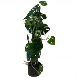 Opbundet monstera plante i potte, 75cm, Kunstig plante