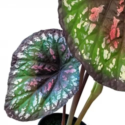 Begonia i potte, 58cm. UV, kunstig plante