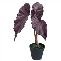 Begonia i potte, 81cm, UV, lilla, kunstig plante 