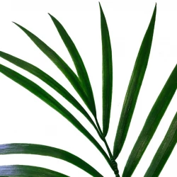 Areca Palme, 90cm, UV, kunstig plante