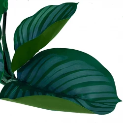 Calathea stilke i bundt, 8 stk, grøn, 30cm, kunstig plante