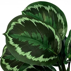 Calathea stilke i bundt, 8 stk, grøn/hvid, 30cm, kunstig plante