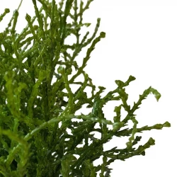 Cypresurt buket (Santolina), 18cm, kunstig plante