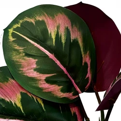 Calathea stilke i bundt, 8 stk, grøn/pink, 30cm, kunstig plante