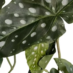Begonia maculata bladranke, L120cm, kunstig plante