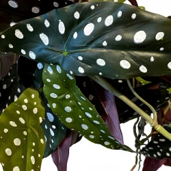 Begonia maculata hængeplante i potte, 80cm, kunstig plante