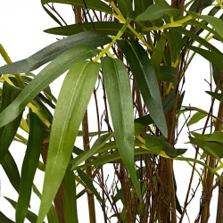 Bambus i potte, 180cm, kunstig plante