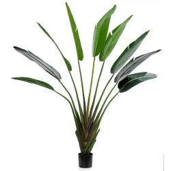 Strelitzia i potte, vifte gren, 180cm, kunstig plante