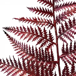 Bregne på stilk. metallic rød, 80cm, kunstig plante