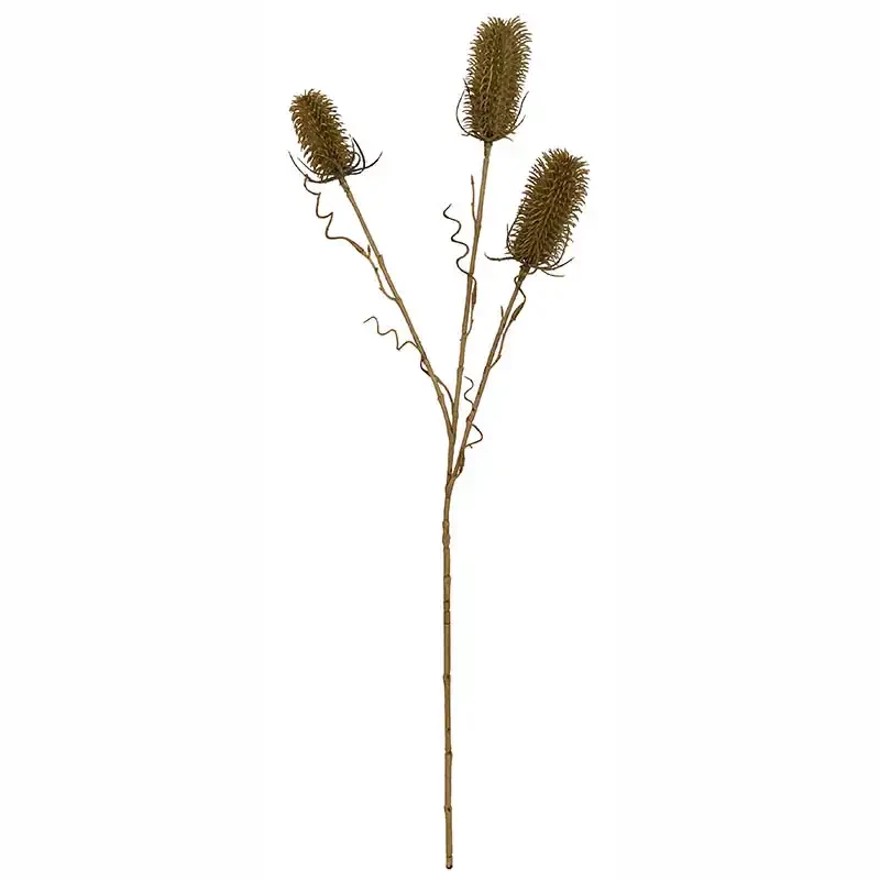 Kartebolle - Dipsacus sativus, grøn, 70cm, 3 blomster, kunstig plante