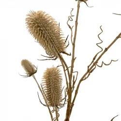 Kartebolle - Dipsacus sativus, beige, 105cm, 7 blomster, kunstig plante