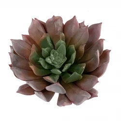 Sukkulent, Aeonium, 13cm, kunstig plante