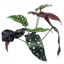 Begonia på stilk, 33cm, kunstig plante