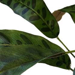 Calathea på stilk, 11stk, grøn, 45cm, kunstig plante