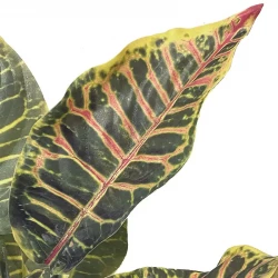 Kroton på stilk, grønne og gule blade, 25cm, kunstig plante
