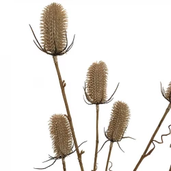 Kartebolle - Dipsacus sativus, beige,150cm, kunstig plante