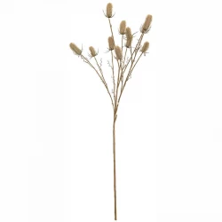 Kartebolle, 150cm, beige, Dipsacus sativus, kunstig gren