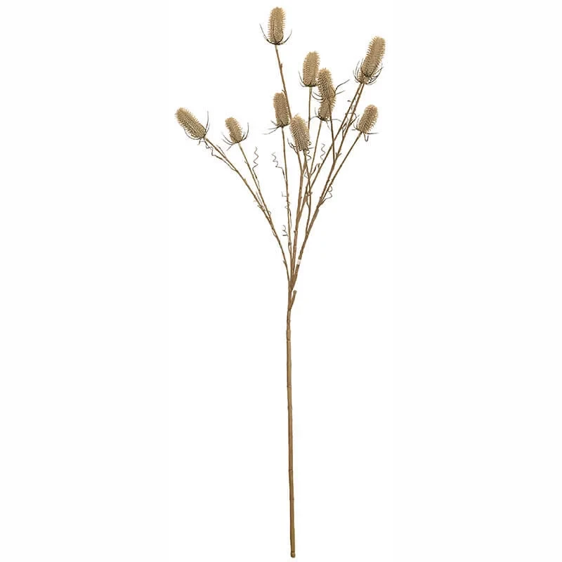 Kartebolle - Dipsacus sativus, beige,150cm, kunstig plante