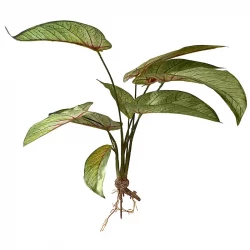 Vandplante m rødder, calathea, grøn, 40cm, kunstig plante