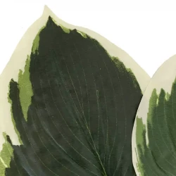 Hosta blade, 2 stk, grøn og hvid, kunstig blade