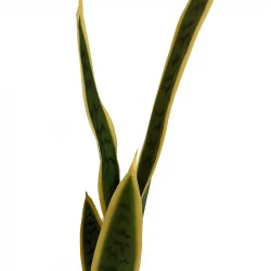 Svigermors Skarpe Tunge/ Bajonetplante/ Sansevieria, 74cm, kunstig Plante