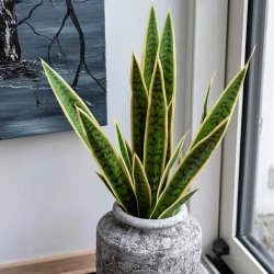 Svigermors Skarpe Tunge/ Bajonetplante/ Sansevieria, 74cm, kunstig Plante