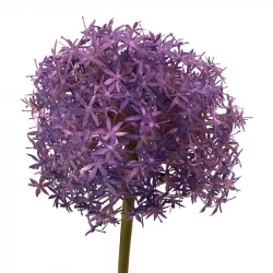 Prydløg, XL, 79cm, allium, (Purple Sensation), Kunstig blomst