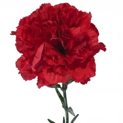 Nellike på stilk, 67cm, rød, kunstig blomst