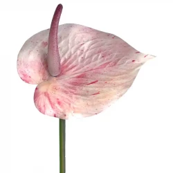 Flamingo blomst, lys pink, 45cm, anthurium, kunstig blomst