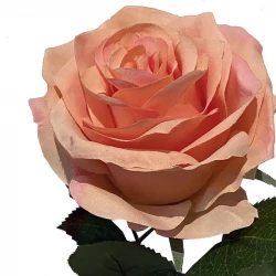 Rose Dijon peach, 64cm, kunstig blomst