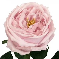 Rose på stilk, rosa, 60cm, kunstig blomst