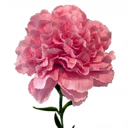 Nellike på stilk, 67cm, pink, kunstig blomst