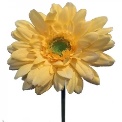 Gerbera, gul, 48cm,  kunstig blomst