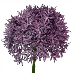 Prydløg, 62cm, allium, kunstig blomst