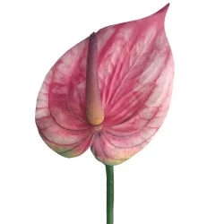 Flamingo blomst, rosa, 45cm, anthurium, kunstig blomst