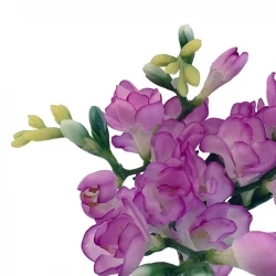 Fresia bundt, 6 stilke m lilla blomst, 46cm, kunstig blomst