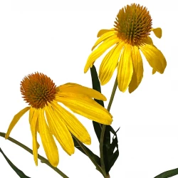 Solhat, gul, 90cm, Rudbeckia, kunstig blomst