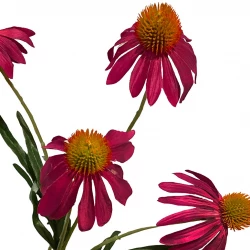 Solhat, rød, 90cm, Rudbeckia, kunstig blomst